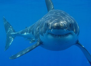 The truth about shark finning & shark week 